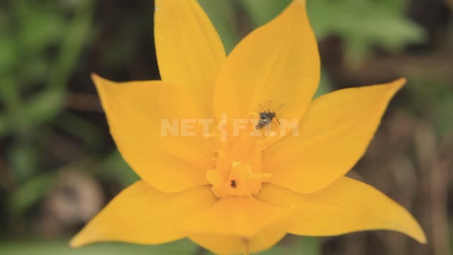 Nature of the Urals, spring flowers Ural, flowers, wild tulips, insects, nature