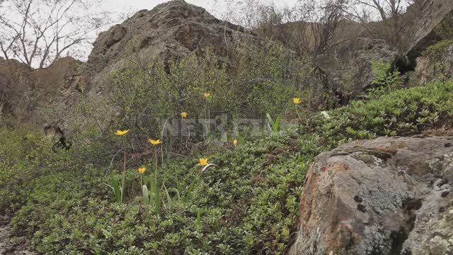 Nature of the Urals, spring flowers Ural, flowers, wild tulips, herbs, moss, shrubs, wind, stones,...