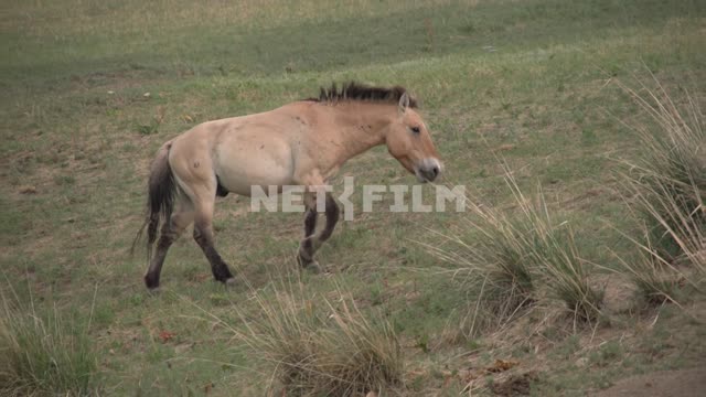 The Przewalski horse to the Mongolian steppes Mongolia, Asia, wilderness, wild horse, Przewalski...