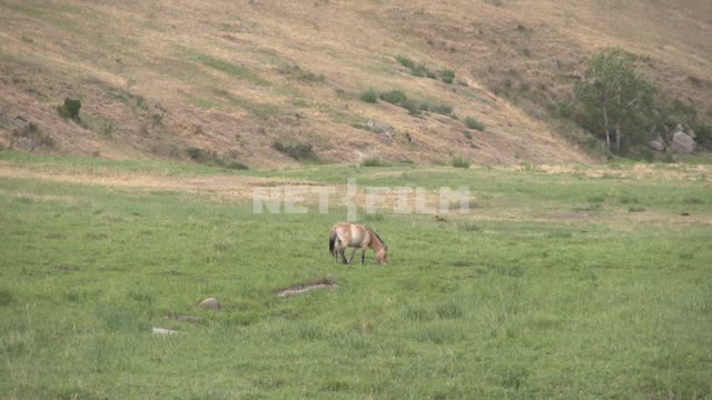 The Przewalski's horse grazing in the Mongolian steppe Mongolia, Asia, wilderness, wild horse,...
