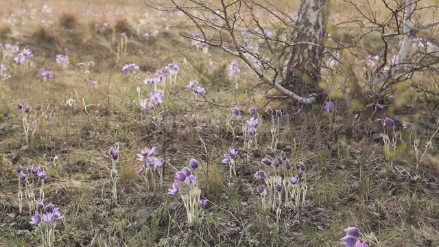 Nature of the Urals, spring flowers Ural, flowers, dream-grass, anemone, pulsatilla patens, herbs,...