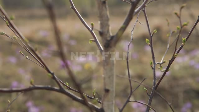 Nature of the Urals, spring flowers, out of focus Ural, flowers, dream-grass, anemone, pulsatilla...