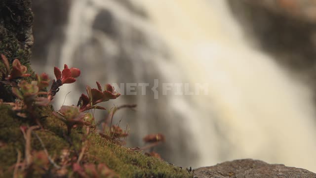 Gadelsha Waterfall, vegetation on rocks in the foreground Waterfall, water, rifts, rocks, boulders,...