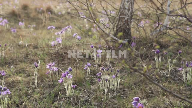 Nature of the Urals, spring flowers, change of focus Ural, flowers, dream-grass, anemone,...