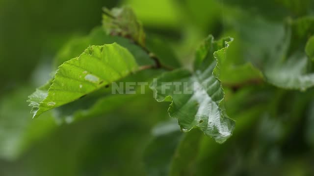 Nature of the Urals, rain in the forest Rain, drops, branches, foliage, nature