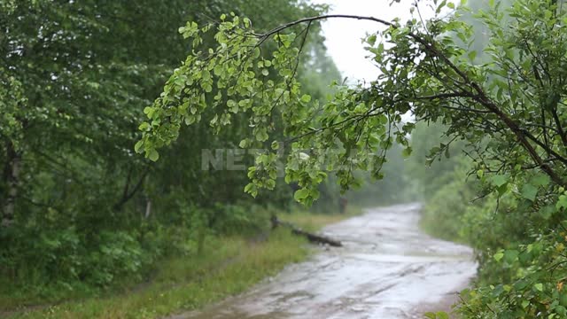 Съемочные планы Природа Урала, дождь в лесу, вдоль дороги бежит корова  Дождь, капли, лес, деревья, листва, дорога,...