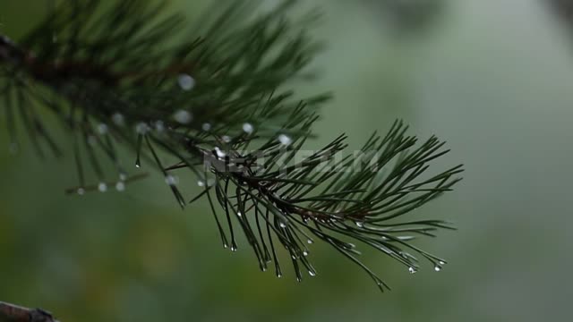 Природа Урала, дождь в лесу Дождь, капли, ветви, лиственница, хвоя, природа