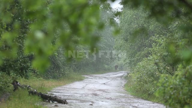 Природа Урала, дождь в лесу, вдоль дороги бежит корова Дождь, капли, лес, деревья, листва, дорога,...