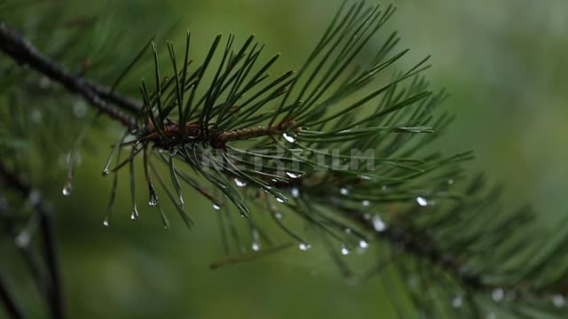 Nature of the Urals, rain in the forest Rain, drops, branches, larch, needles, nature
