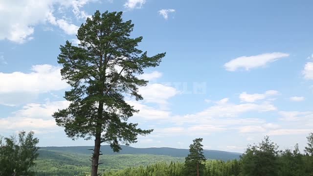 Природа Урала, горы, лес на склонах, отдельно стоящие деревья Горы, лес, деревья, сосны, облака,...
