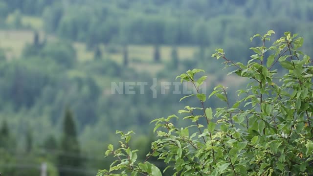 Nature of the Urals, mountains, forest Mountains, forest, trees, shrubs, branches, foliage, wind,...