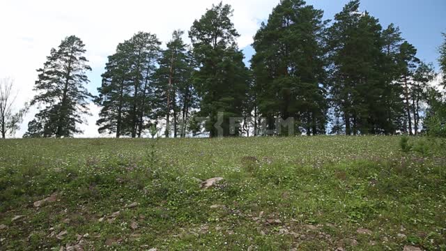Nature of the Urals, mountains, forest on the slopes Mountains, forest, trees, pines, flowering...
