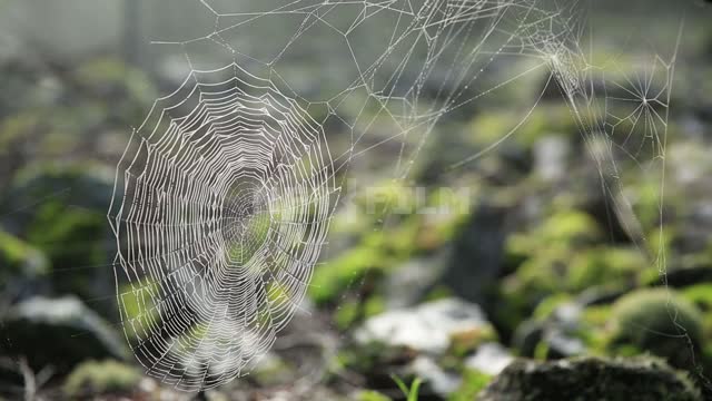 Big stone river, spider web on a tree, close-up Taganay National Park, forest, stones, moss, spider...