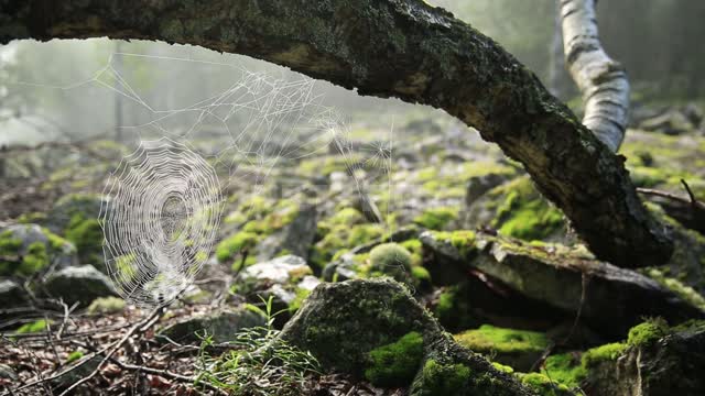 Big stone river, spider web on a tree Taganay National Park, forest, trees, stones, moss, spider...