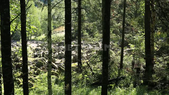 Большая каменная река Национальный парк Таганай, горы, камни, лес, деревья, природа