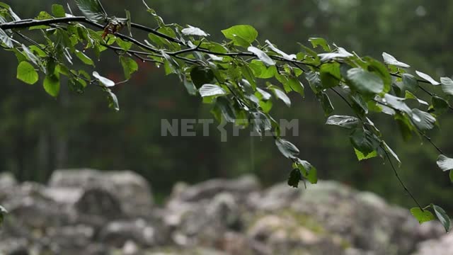 Rain in forest at stone river "Kurumnik have Lamisi". Nature, rain, river stone, alder, southern...