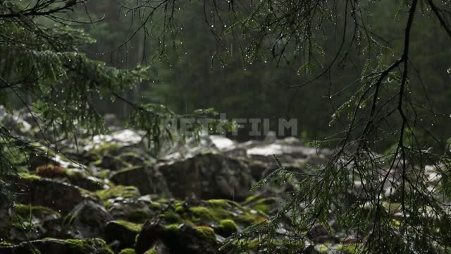 Rain on the stone river Kurumnik. Rain, rocks, pines, forest, nature.