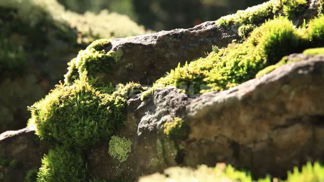 Moss growing on the rocks. Forest, stones, plants.