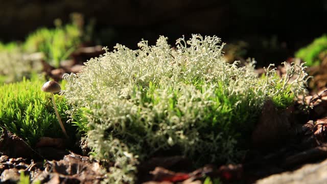 Forest moss. Nature, forest, plants, mushrooms.