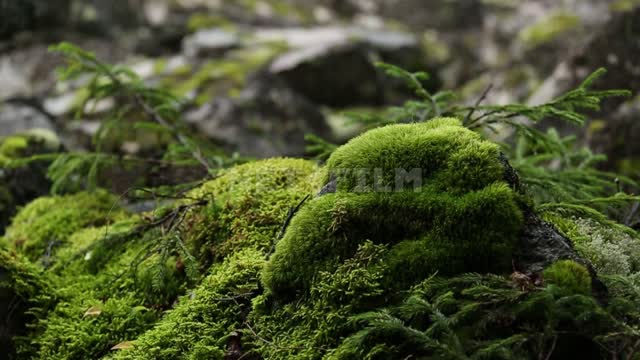 Forest moss. Forest, moss, nature.