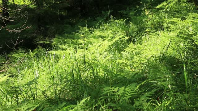 Fern in the forest. Forest, grass, nature, summer.