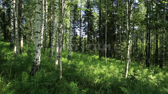 Mixed forest. mixed forest of birch, pine, grass