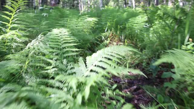 Shot of a forest in motion. Forest, grass, plants, trees, nature, summer.