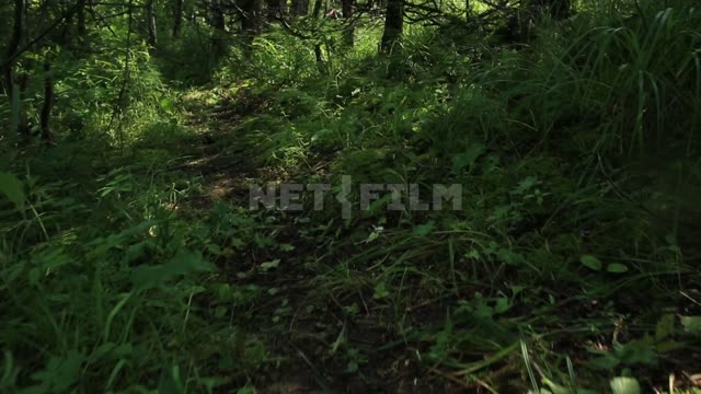 Survey forest and kurumniki in motion. Nature, forest, kurumnik, summer, plants, forest, trail,...