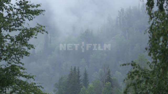 Forest in the mountains after a rain. Forest, mountains, haze, nature, precipitation, fog, summer.
