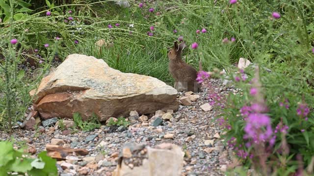 The hare sits near the stone. Animals, nature, plants, summer, forest.