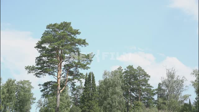 Nature of the Urals, mountains, forest on the slopes Forest, trees, pines, firs, clouds, light,...