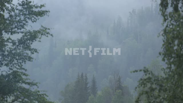 Timelaps.
The forest on the mountain river Lemeza, southern Urals. Timelaps, nature, time-lapse...