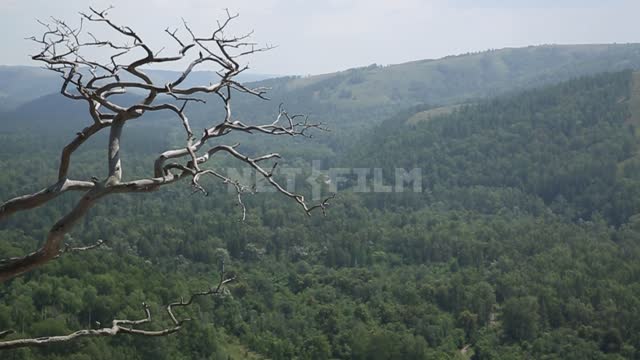 Dry tree in the mountains of the southern Urals The mountains of the southern Urals, a dry tree