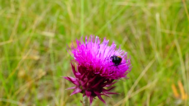 Nature of the Urals, a bee on a flower Suleymanovo, meadow, grass, flower, thistle, bees, insects,...