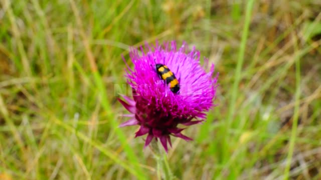 Природа Урала, пчела на цветке Сулейманово, луг, травы, цветок, чертополох, пчелы, насекомые,...