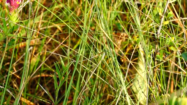 Природа Урала, жук ползает в траве, съемка со сменой фокуса Сулейманово, природа, луг, травы,...
