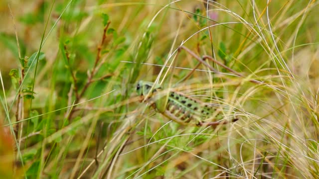 Nature of the Urals, a grasshopper in the grass (sitting, jumping) Suleymanovo, nature, meadow,...