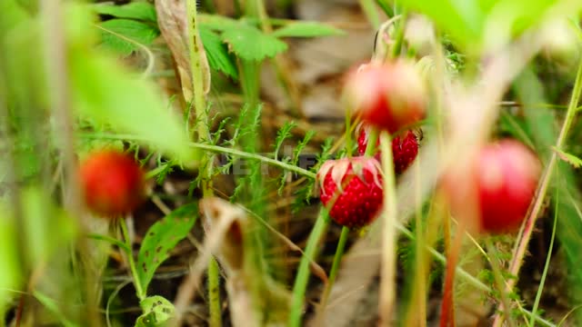 Nature of the Urals, strawberries, shooting with a change of focus Suleymanovo, nature, herbs,...