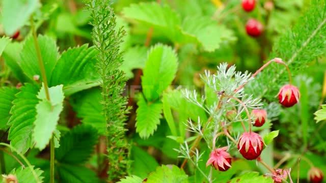 Nature of the Urals, strawberries Suleymanovo, nature, herbs, berries, strawberries