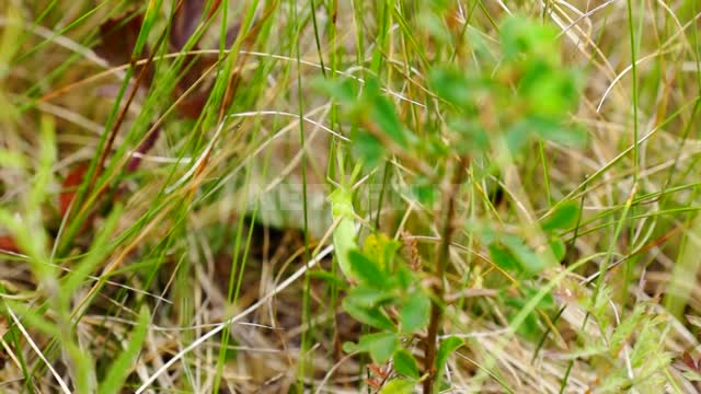 Nature of the Urals, mantis in the grass Suleymanovo, nature, herbs, mantis, insects