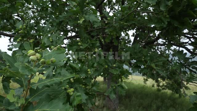 Природа Урала, дуб черешчатый Сулейманово, дерево, дуб, листва, желуди, луг, травы, природа, ветер
