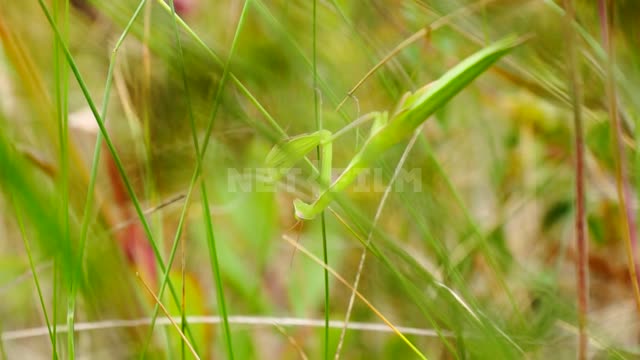 Nature of the Urals, a mantis crawling in the grass Suleymanovo, nature, herbs, flowers, mantis,...