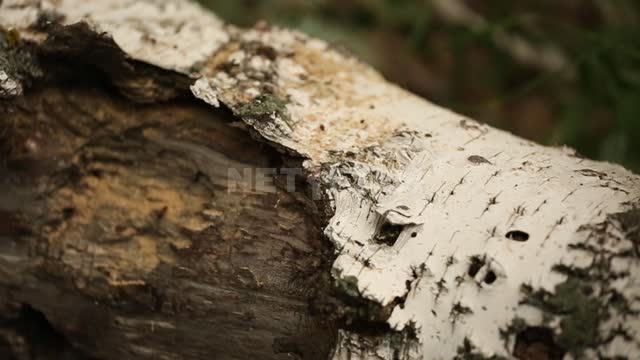 The nature of the Urals, ants crawl along the trunk of a fallen birch Suleymanovo, birch, tree,...