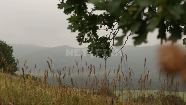 Nature of the Urals, oak branches, meadow grasses, shooting with a change of focus Suleymanovo,...
