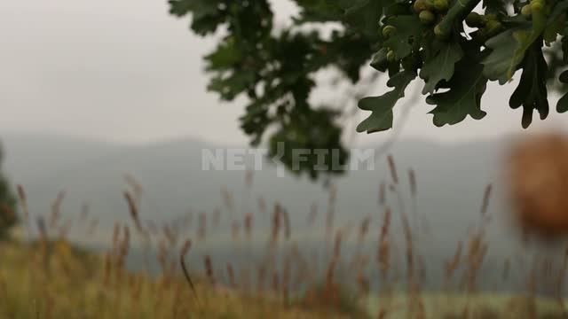 Nature of the Urals, oak branches, meadow grasses, shooting with a change of focus Suleymanovo,...