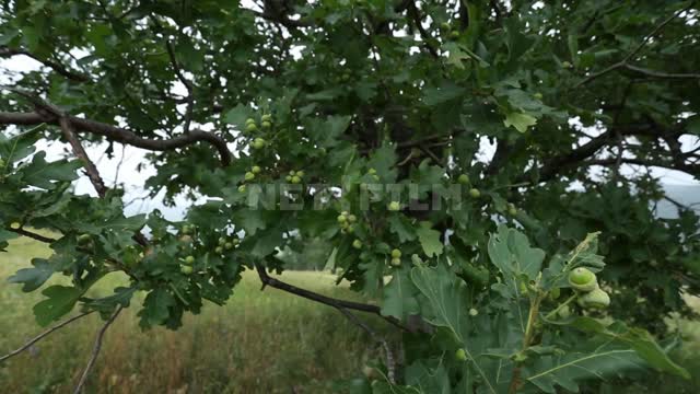 Nature of the Urals, petiolate oak Suleymanovo, tree, oak, foliage, acorns, meadow, grass, nature,...