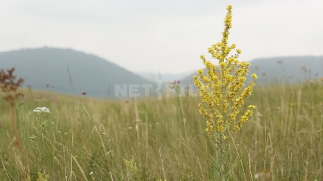 Nature of the Urals, common goldenrod, shooting with a change of focus Suleymanovo, mountains,...