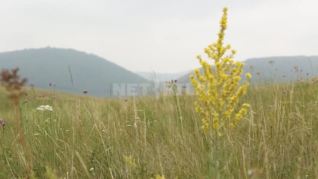 Nature of the Urals, common goldenrod, shooting with a change of focus Suleymanovo, mountains,...