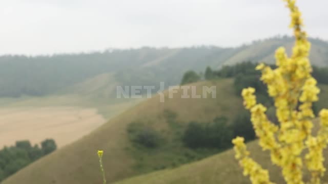Nature of the Urals, goldenrod, view of the valley, shooting with a change of focus Suleymanovo,...