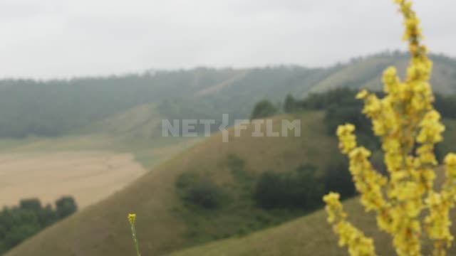 Nature of the Urals, common goldenrod, view of the valley, shooting with a change of focus...